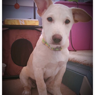 small white dog with large ears