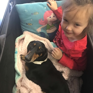 little girl in wagon with black dachshund