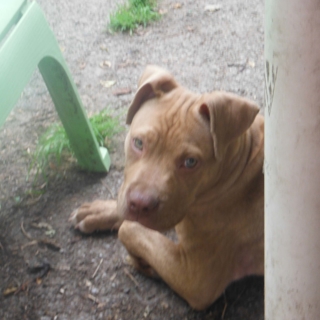 tan pit bull laying outside beside tree and patio chair