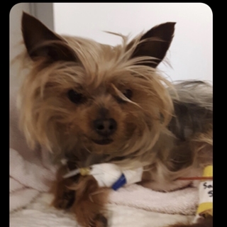 small long haired dog