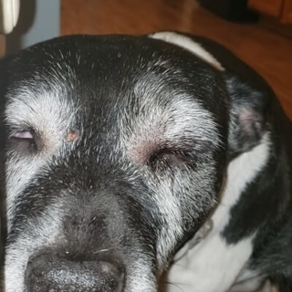 white and black dog with eyes closed