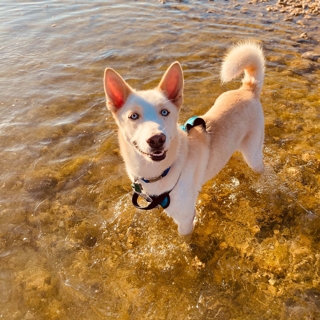 dog in the water