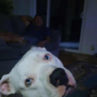 large white dog