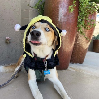 dog in bee costume