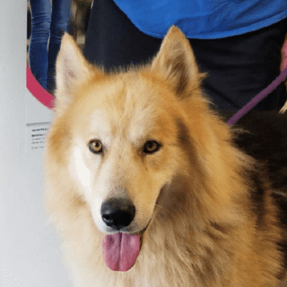 long haired dog