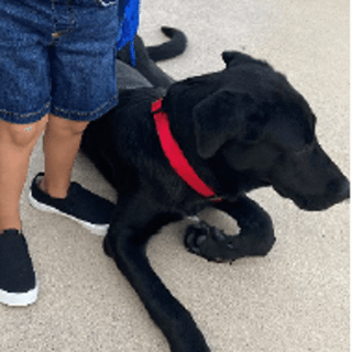 black dog laying down