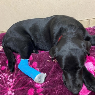 black dog with leg in cast