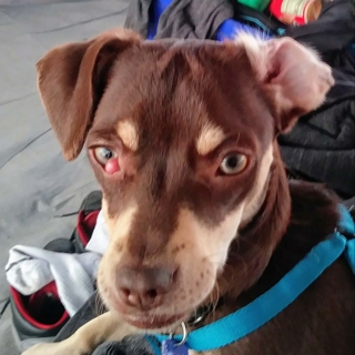 brown small dog