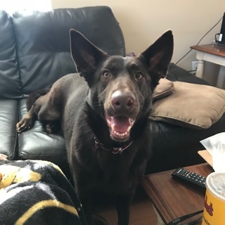 large brown dog