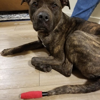 brown dog
