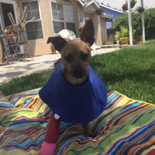 brown dog outside