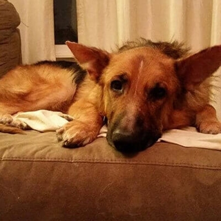 tan dog lying on cushion