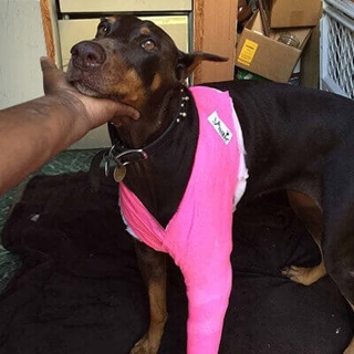 large brown Doberman with a pink cast on its left front leg