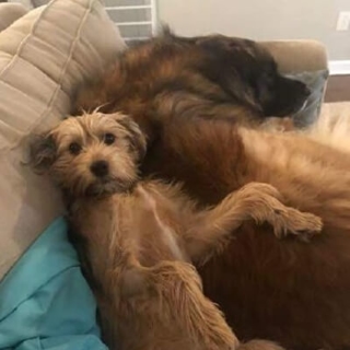 a medium sized tan dog lying on a large fluffy brown dog