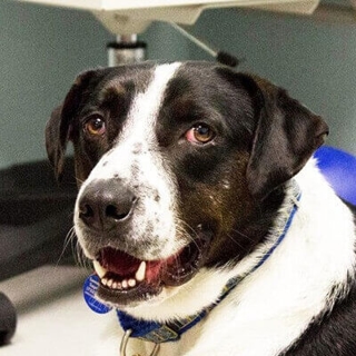 close-up of a black and white dog
