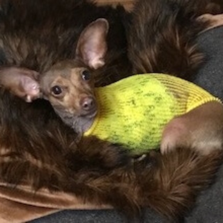 small dog wearing bright yellow sweater