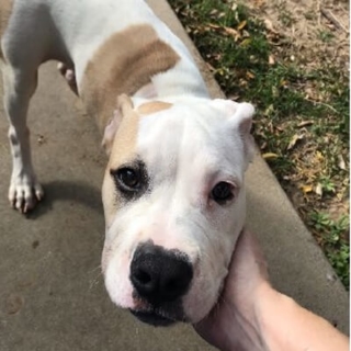 white dog with tan spots