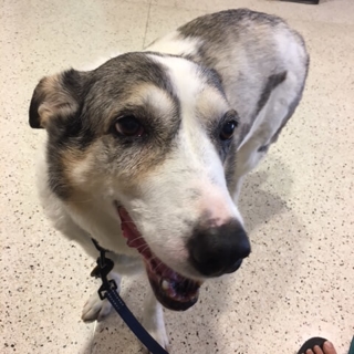 gray and white dog