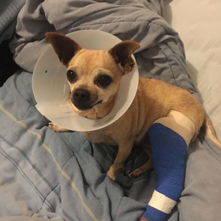 small tan dog wearing a cone with a cast on its hind leg