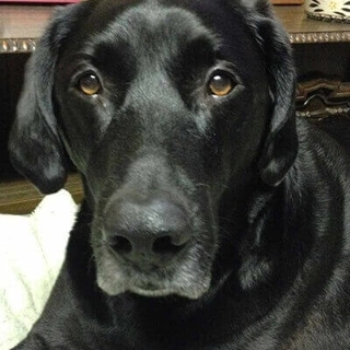 closeup of black lab