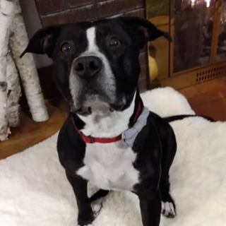 black and white dog sitting on white dog bed