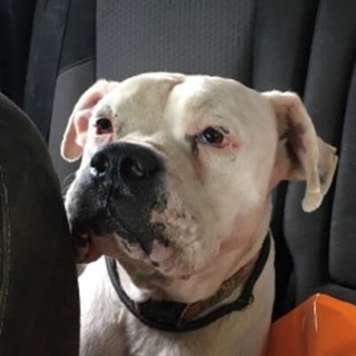 white dog with black spots on its snout