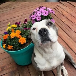 white and gray dog posing in front of potted flowers
