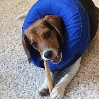 brown dog lying on the ground with a blue donut around its neck eating a treat