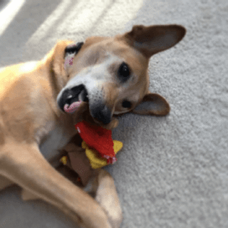 tan dog playing with a toy