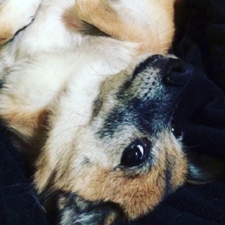 small yellow dog laying upside down