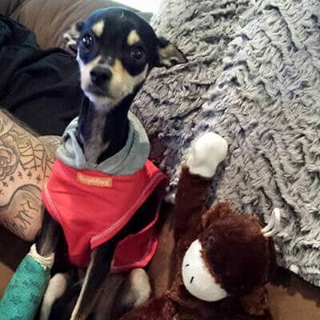 small black dog with jacket on and stuffed monkey