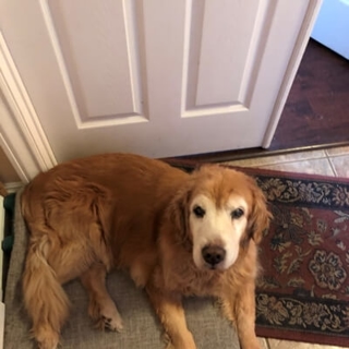 gold dog sitting on ground in front of door
