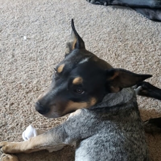 close up of heeler dog face