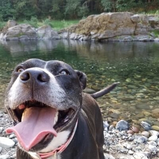 pit bull in front of a lake