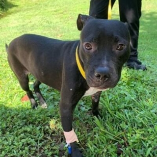 black pit bull in grass