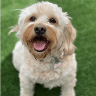 small fluffy tan dog in grass