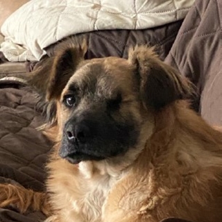 one-eyed dog