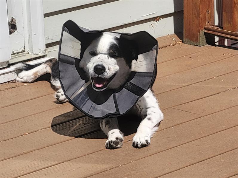 Bandit Glastonbury, CT