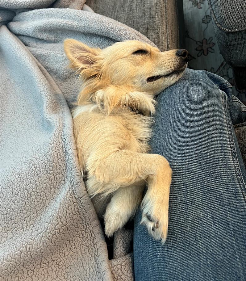 Sanji Las Vegas, Nevada