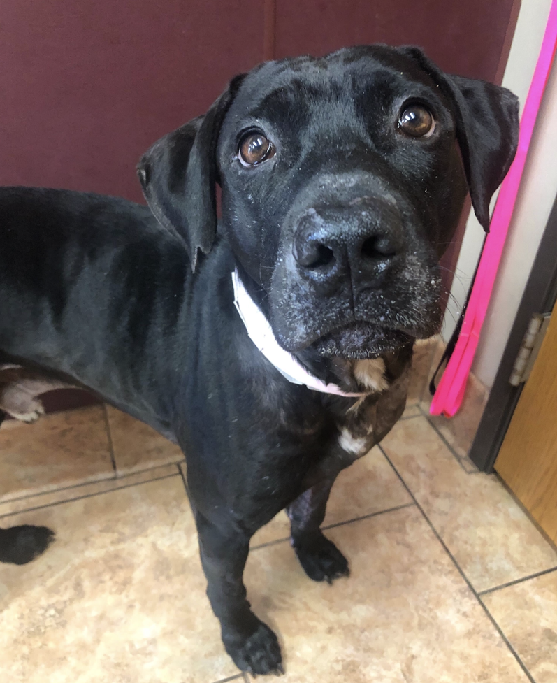 Hoss Pilot Rock Oregon