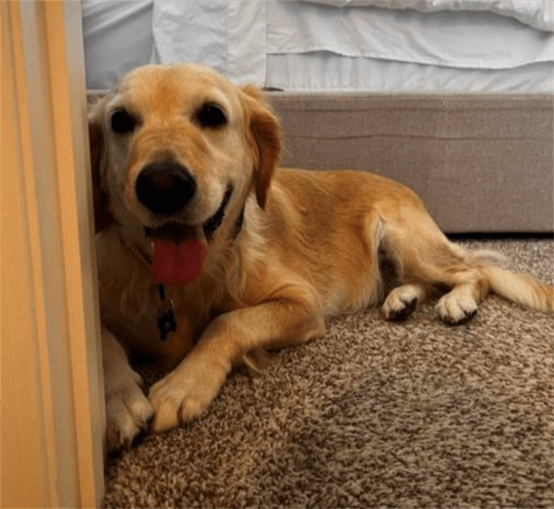 Elena St. Charles, IL