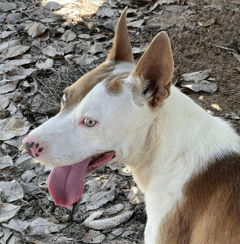 Rigby Bamberg, South Carolina