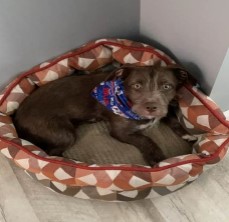 Bear 10-month-old Pitt Bull mix from Lewiston, PA