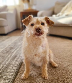 Blake 12 year old Terrier Mix from Mead, CO