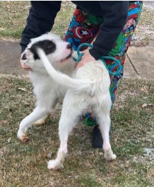 Bowie 2 year old Terrier mix from Newark, DE