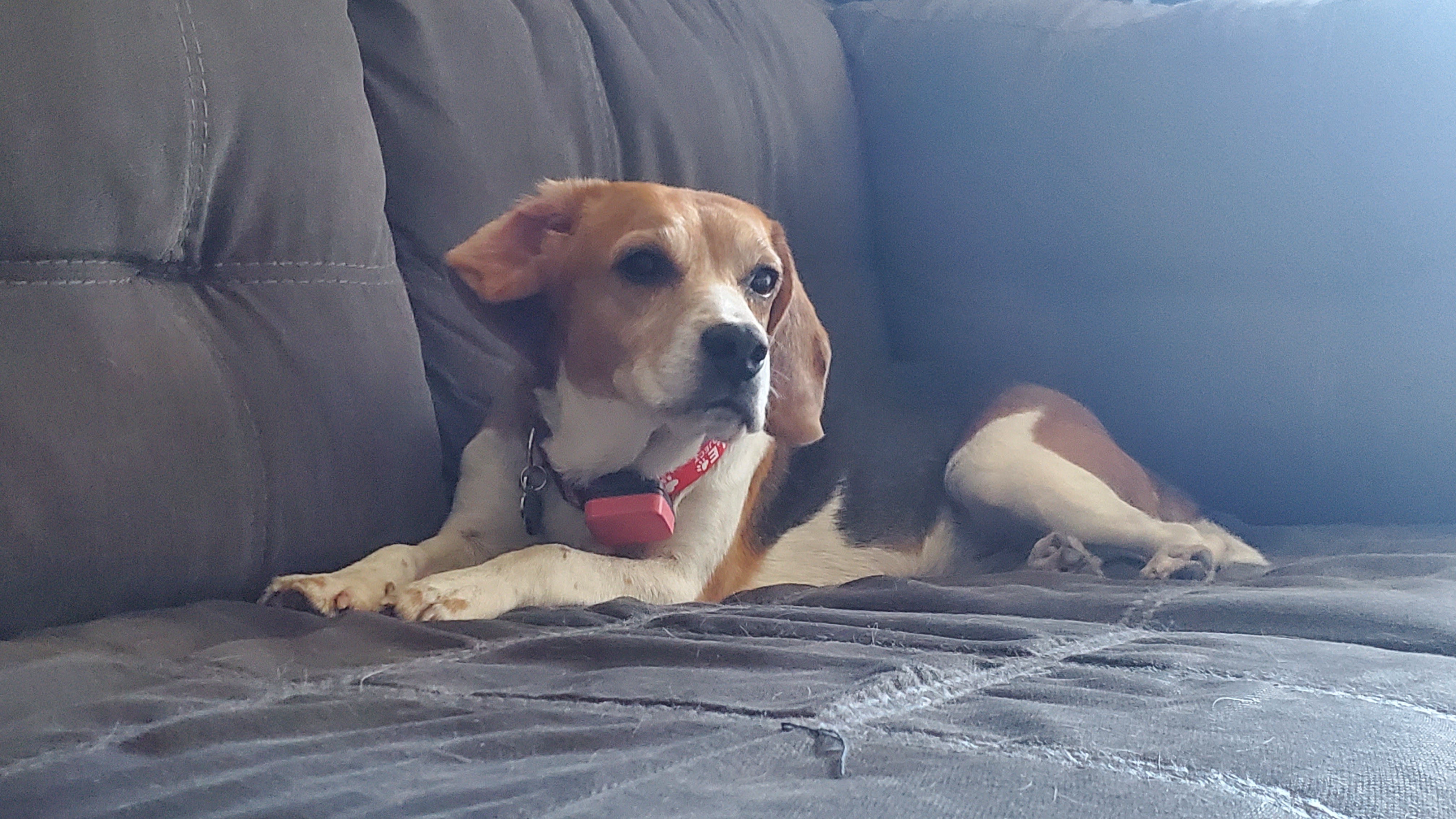 Callie Studio City, CA