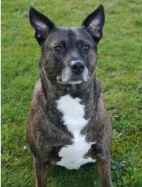 Cassius 7 year old Pitbull/Akita from Silverdale, WA