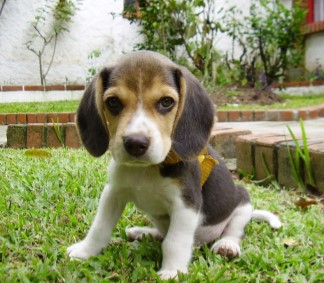 Charlotte 9 week old Beagle mix from Enfield, CT