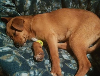 Chip 6 month old Mix from Midland, TX
