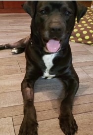 Coal 7 year old Lab from Sugar Land, TX